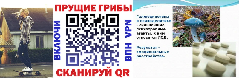 Галлюциногенные грибы Psilocybe  Купить где  Гатчина 